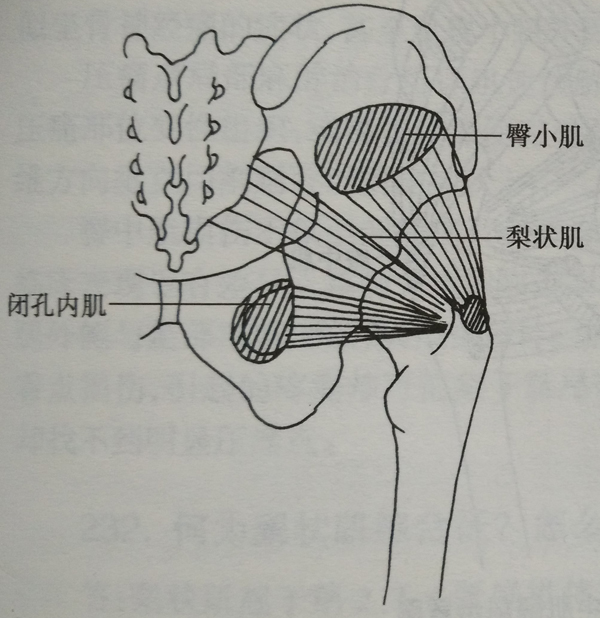 臀小肌受损会有哪些症状?